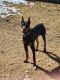 Doberman Pinscher Puppies for sale in Johnstown, CO, USA. price: $2,000