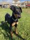 Doberman Pinscher Puppies for sale in Greenfield, CA 93927, USA. price: NA