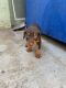 Doberman Pinscher Puppies for sale in 20646 Bryant St, Canoga Park, CA 91306, USA. price: NA