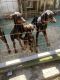 Doberman Pinscher Puppies for sale in Hollywood, FL, USA. price: NA