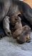 Doberman Pinscher Puppies for sale in Augusta, GA, USA. price: NA
