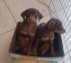 Doberman Pinscher Puppies for sale in El Mirage, AZ 85335, USA. price: $600