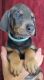 Doberman Pinscher Puppies for sale in Spring Hill, FL 34606, USA. price: $2,000
