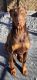 Doberman Pinscher Puppies for sale in Hartselle, AL 35640, USA. price: NA