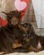 Doberman Pinscher Puppies for sale in Edgewood, NM 87015, USA. price: $1,600
