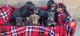 Doberman Pinscher Puppies for sale in Azusa, CA, USA. price: $850
