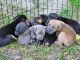 Doberman Pinscher Puppies for sale in Orlando, FL, USA. price: NA
