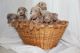 Doberman Pinscher Puppies for sale in Grandview, WA, USA. price: $450