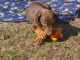 Doberman Pinscher Puppies for sale in Aiken, SC, USA. price: NA