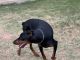 Doberman Pinscher Puppies for sale in 12008 Thyone Dr, Austin, TX 78725, USA. price: NA