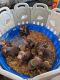 Doberman Pinscher Puppies for sale in Vail, AZ 85641, USA. price: $18,001,400