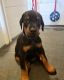 Doberman Pinscher Puppies for sale in South Bay, CA, USA. price: NA
