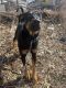 Doberman Pinscher Puppies for sale in Granger, IA 50109, USA. price: NA