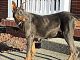 Doberman Pinscher Puppies for sale in London, KY, USA. price: $500