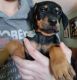 Doberman Pinscher Puppies for sale in Sodus, NY 14551, USA. price: $800
