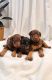Doberman Pinscher Puppies for sale in Citrus Heights, CA 95621, USA. price: $1,500