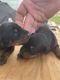 Doberman Pinscher Puppies for sale in Cleveland, TX, USA. price: NA