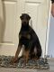 Doberman Pinscher Puppies for sale in Bellefonte, PA 16823, USA. price: NA