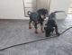 Doberman Pinscher Puppies for sale in El Paso, TX, USA. price: NA