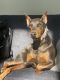 Doberman Pinscher Puppies for sale in Shelby Township, MI, USA. price: $500