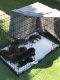 Doberman Pinscher Puppies for sale in Rialto, CA, USA. price: $500