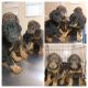 Doberman Pinscher Puppies for sale in Temple, GA 30179, USA. price: $2,500