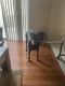 Doberman Pinscher Puppies for sale in Englewood, CO 80112, USA. price: $200