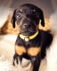 Doberman Pinscher Puppies for sale in Los Feliz, Los Angeles, CA, USA. price: NA