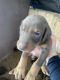 Doberman Pinscher Puppies for sale in San Benito, TX 78586, USA. price: $300