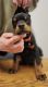 Doberman Pinscher Puppies for sale in Shipshewana, IN 46565, USA. price: $3,000