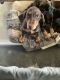 Doberman Pinscher Puppies for sale in Pacoima, Los Angeles, CA, USA. price: $900