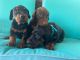 Doberman Pinscher Puppies for sale in Corpus Christi, TX, USA. price: NA
