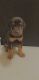 Doberman Pinscher Puppies for sale in Houston, TX 77069, USA. price: $700