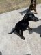 Doberman Pinscher Puppies for sale in Houston Heights, Houston, TX 77008, USA. price: NA