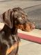 Doberman Pinscher Puppies for sale in Mesa, AZ, USA. price: $1,200