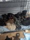 Doberman Pinscher Puppies for sale in Casa Grande, AZ, USA. price: $800