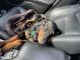 Doberman Pinscher Puppies for sale in Las Vegas, NV, USA. price: $1,500