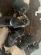 Doberman Pinscher Puppies for sale in Spring Hill, FL, USA. price: $115,000