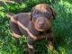 Doberman Pinscher Puppies for sale in Yelm, WA, USA. price: $1,500