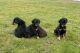 Doberman Pinscher Puppies for sale in Shinglehouse, PA 16748, USA. price: NA