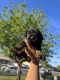Doberman Pinscher Puppies for sale in Phoenix, AZ 85037, USA. price: $850