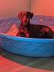 Doberman Pinscher Puppies for sale in Wesley Chapel, FL, USA. price: NA