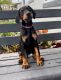 Doberman Pinscher Puppies for sale in Orange Park, FL 32073, USA. price: $400