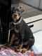 Doberman Pinscher Puppies for sale in Los Angeles, CA, USA. price: $1,200