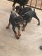 Doberman Pinscher Puppies for sale in 608 Faulkner Ln, Waco, TX 76704, USA. price: $600