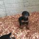 Doberman Pinscher Puppies for sale in Wakeman, OH 44889, USA. price: $2,500