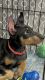 Doberman Pinscher Puppies for sale in Colton, CA, USA. price: $1,800