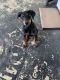 Doberman Pinscher Puppies for sale in Liberty, NC 27298, USA. price: $550