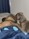 Doberman Pinscher Puppies for sale in Pleasant Garden, NC, USA. price: NA