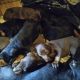 Doberman Pinscher Puppies for sale in Harrison, MI 48625, USA. price: $1,400